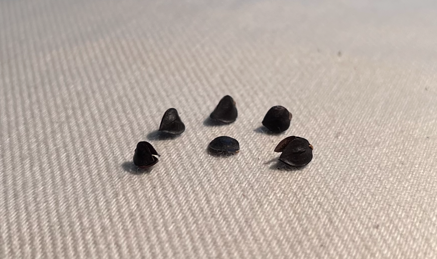 Buckwheat Hulls for Pillows