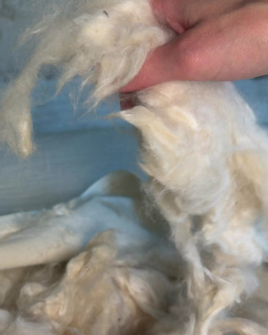 A handful of loose kapok fiber from a Circadian pillow