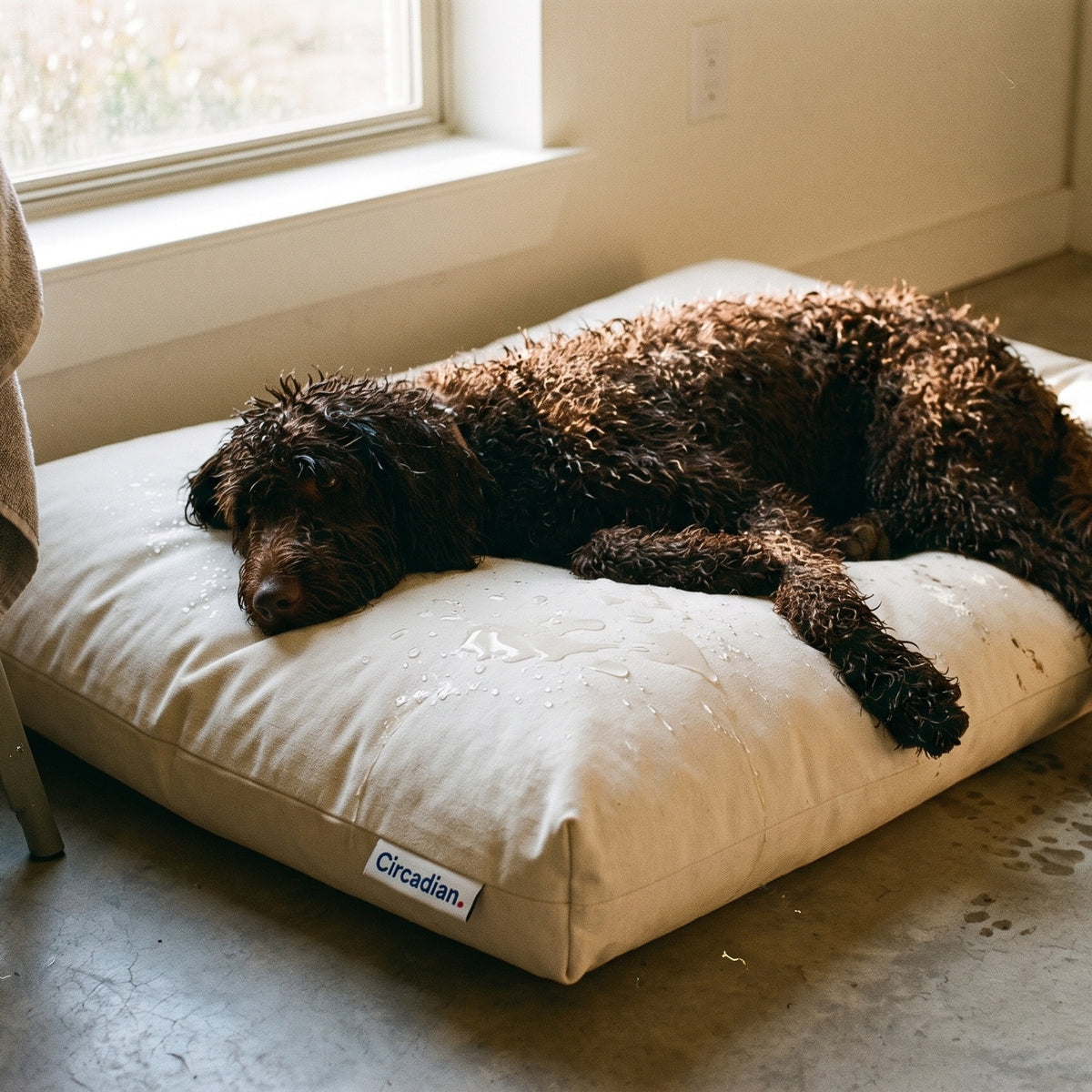 Wet Labradoodle lying on a Circadian dog bed in a waterproof cover, water beaded on the surface of the cotton