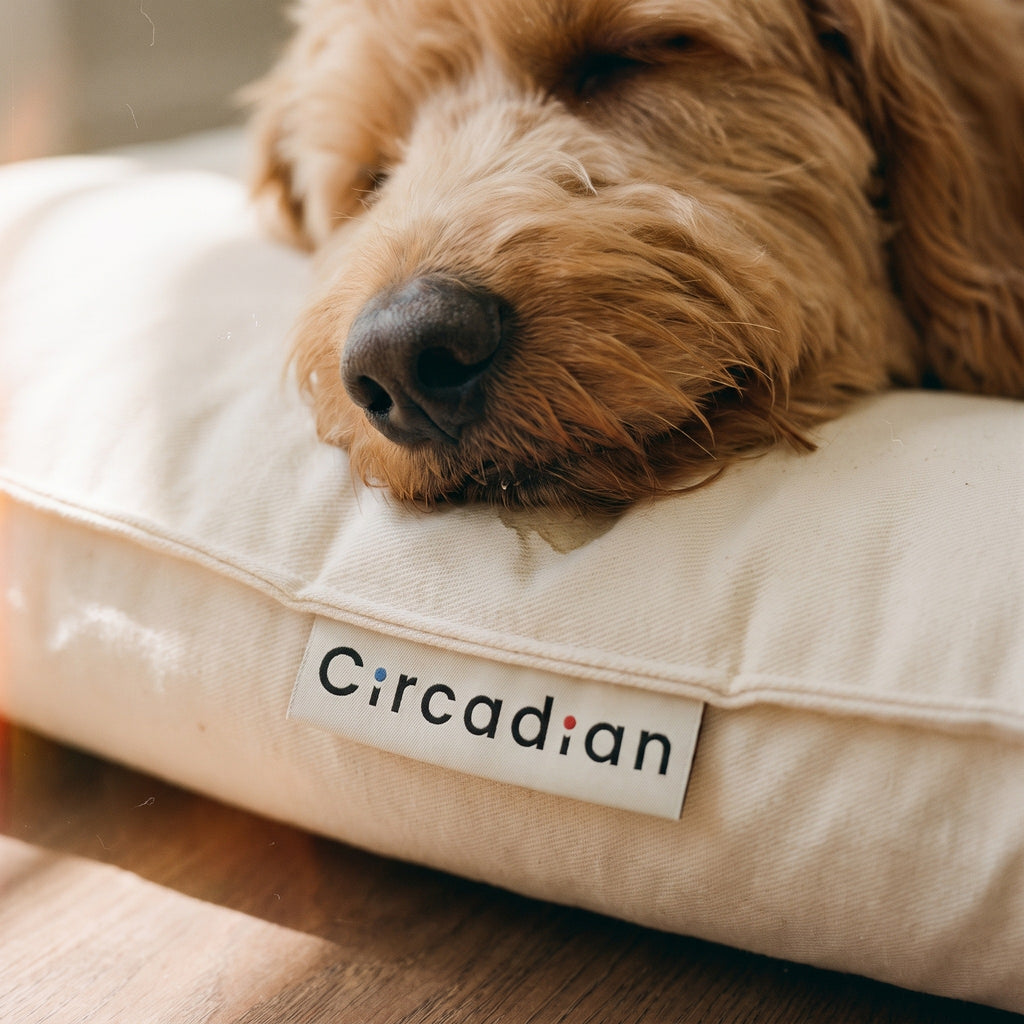 Close view of a Goldendoodle's chin resting over the seam of a Circadian dog bed, with the woven Circadian tag beside it