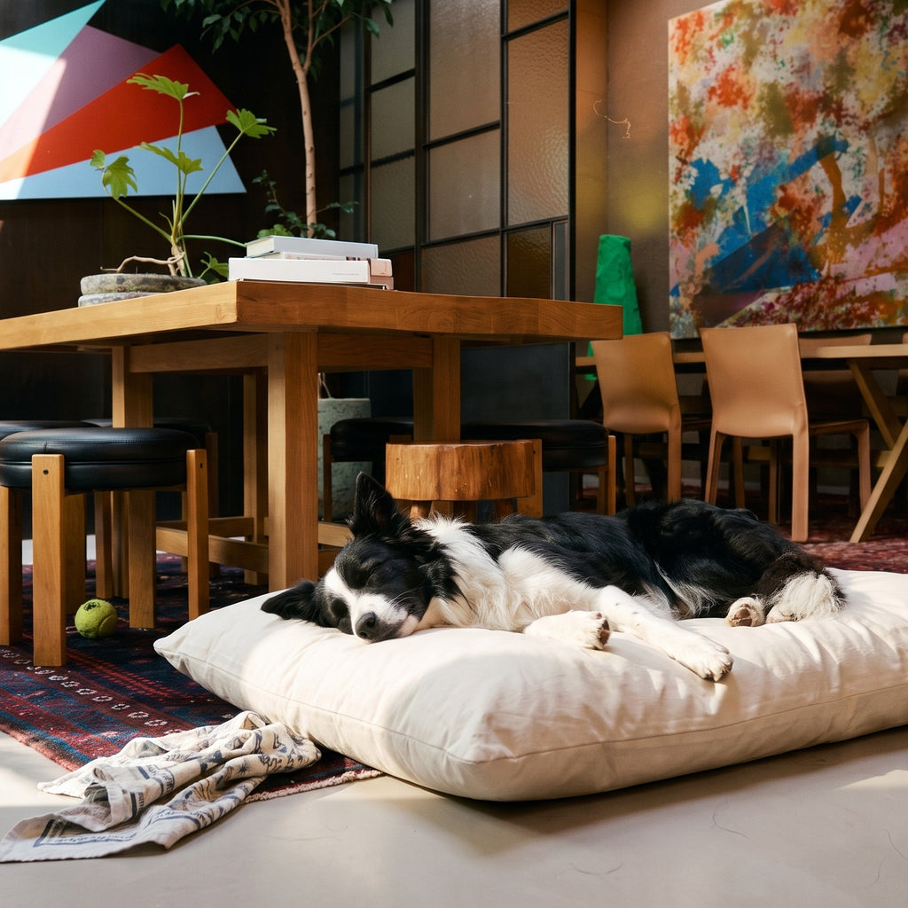 Border Collie stretched out asleep on a Circadian dog bed under a dining table