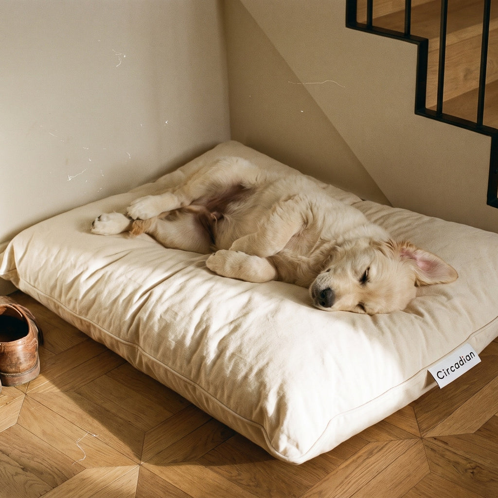 Golden Retriever puppy asleep on its back on a Circadian dog bed at the foot of a staircase