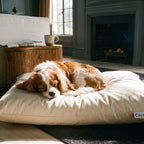 Cavalier King Charles Spaniel curled asleep on a Circadian dog bed in front of a fireplace
