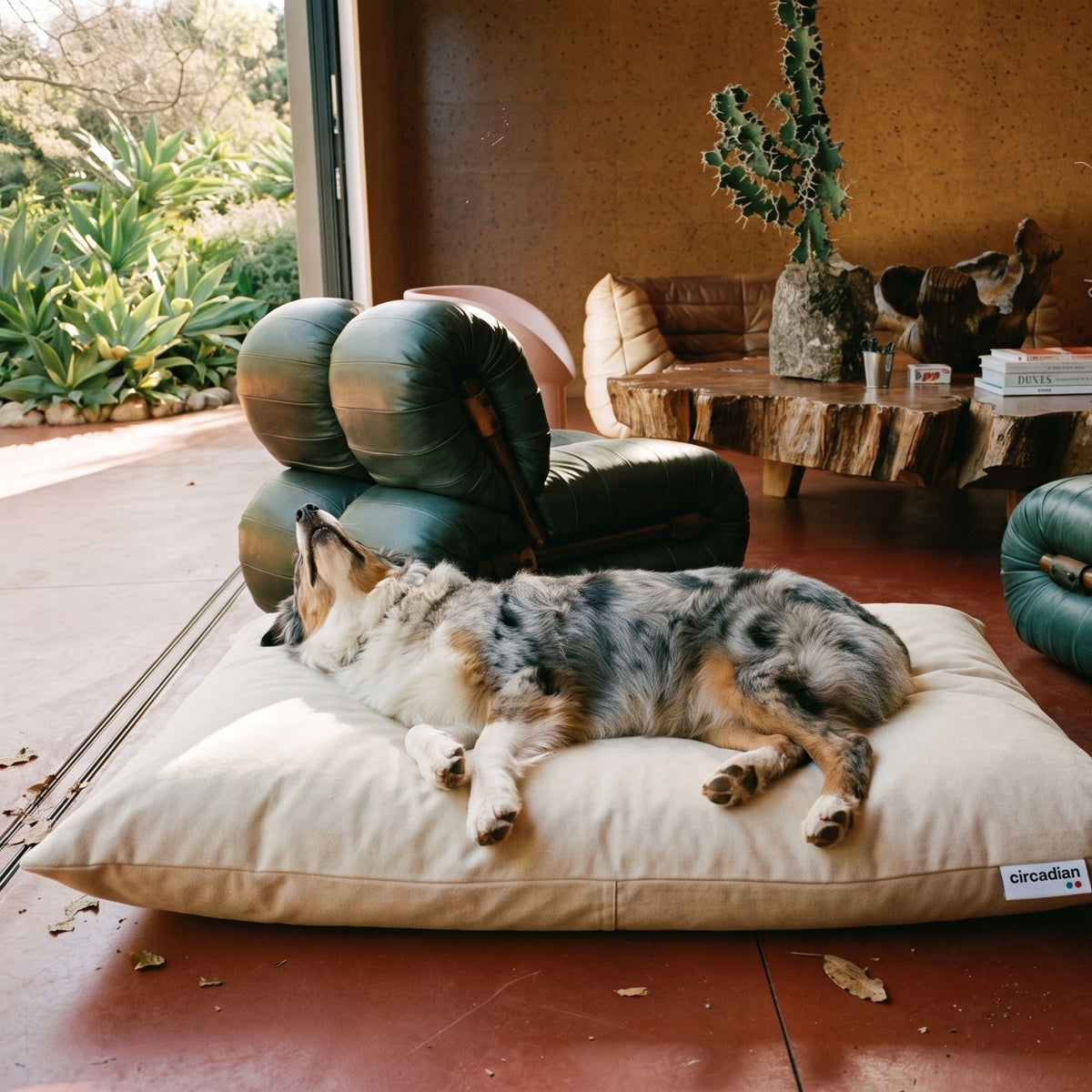 Australian Shepherd asleep on its side on a Circadian dog bed in a patch of afternoon sun by an open door