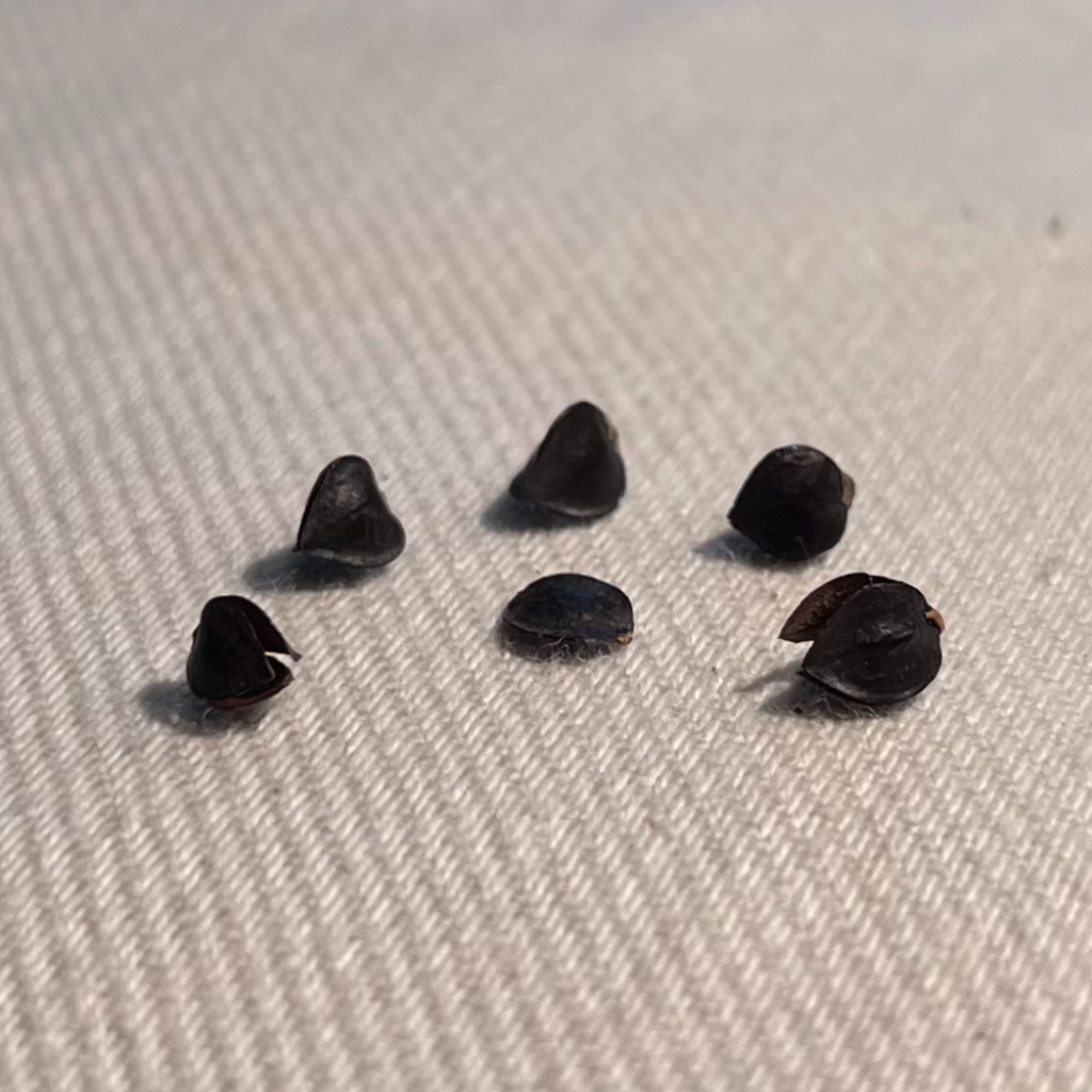 Buckwheat Hulls for Pillows