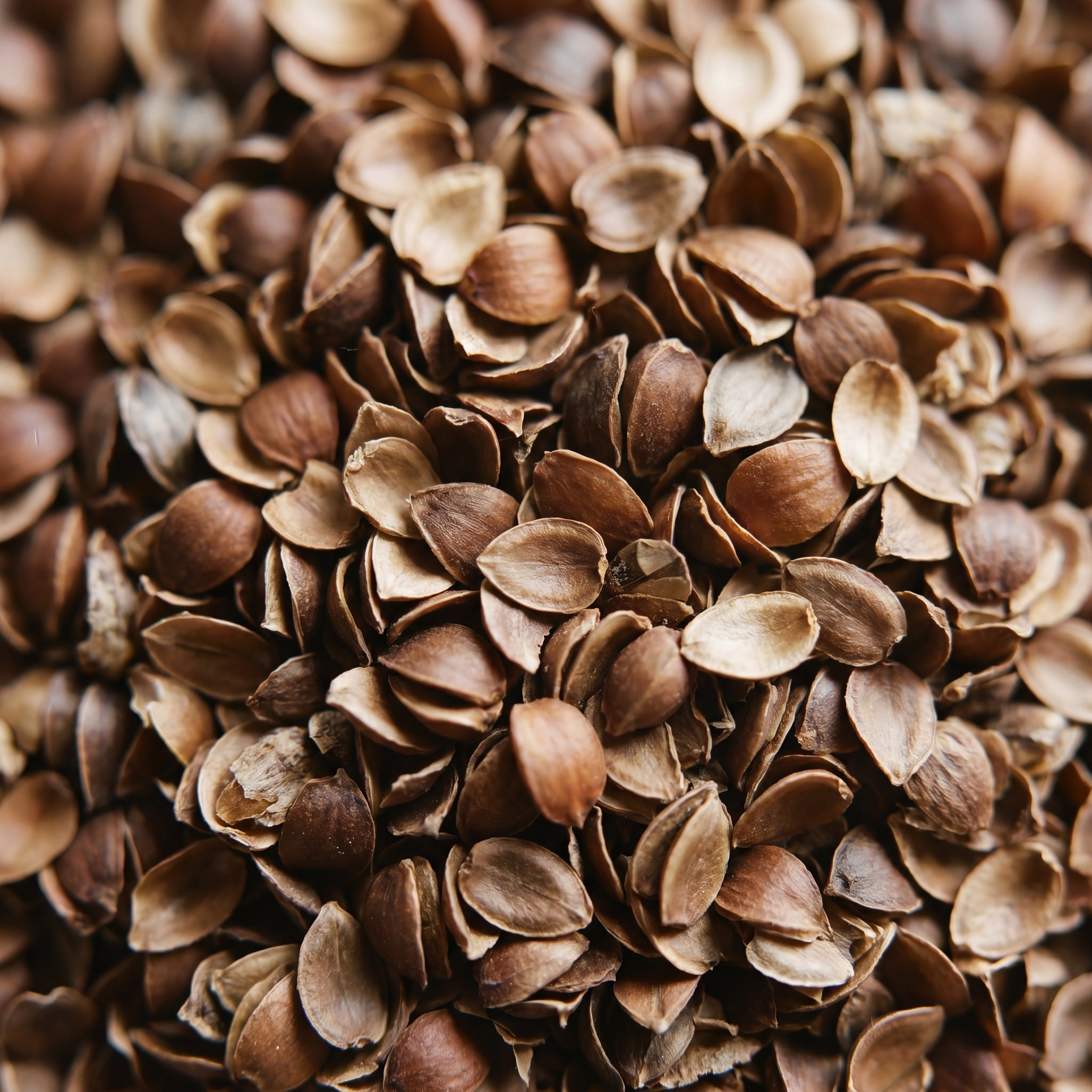 Macro view of Circadian's pre-polished USA-grown buckwheat hulls, single-faceted shells that reduce crunch versus standard hulls