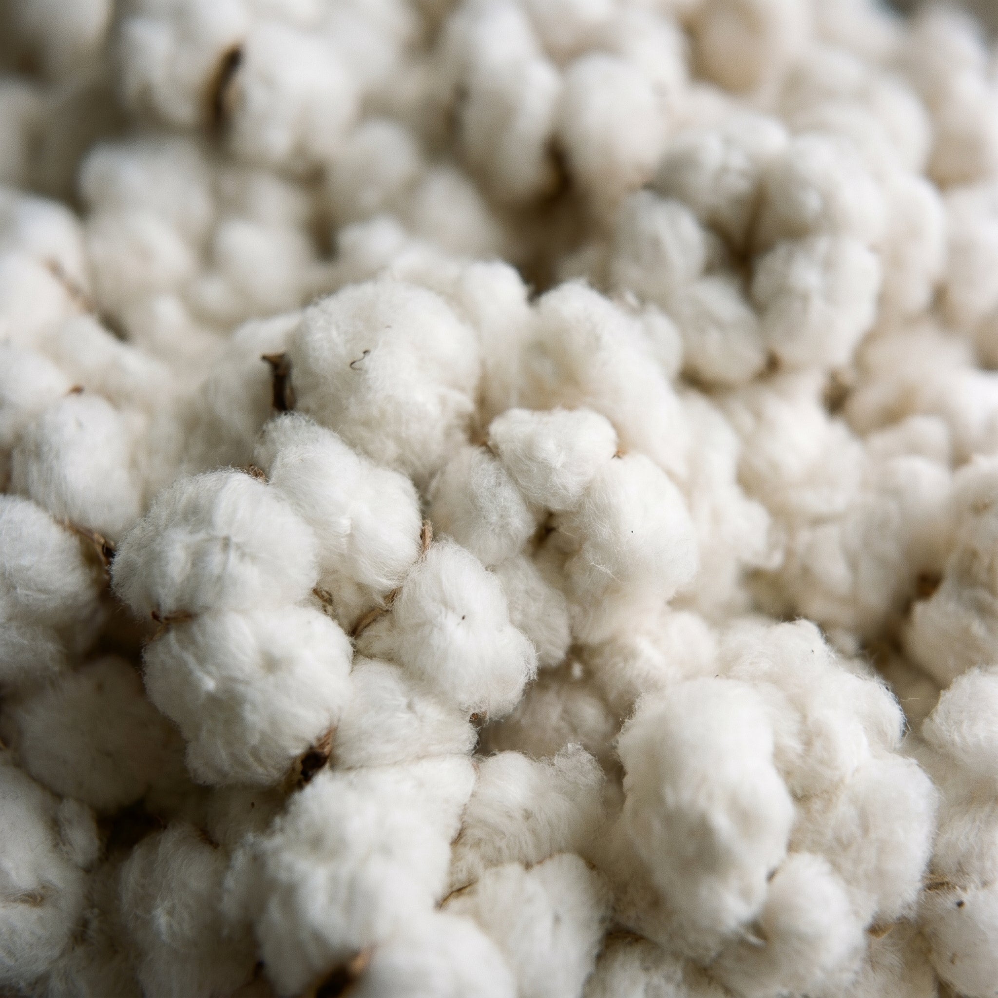 Organic Cotton Pillow