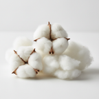 Close-up of cotton bolls on a light background