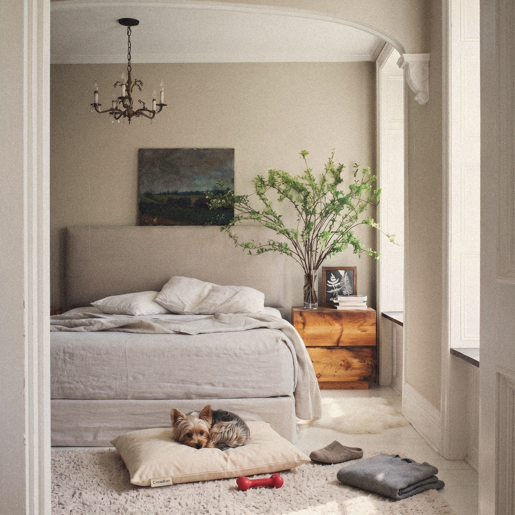 A Yorkshire terrier curled up on the Small Circadian dog bed beside a bed.