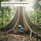 A woman gathers fallen pods under a giant kapok tree in Indonesia.