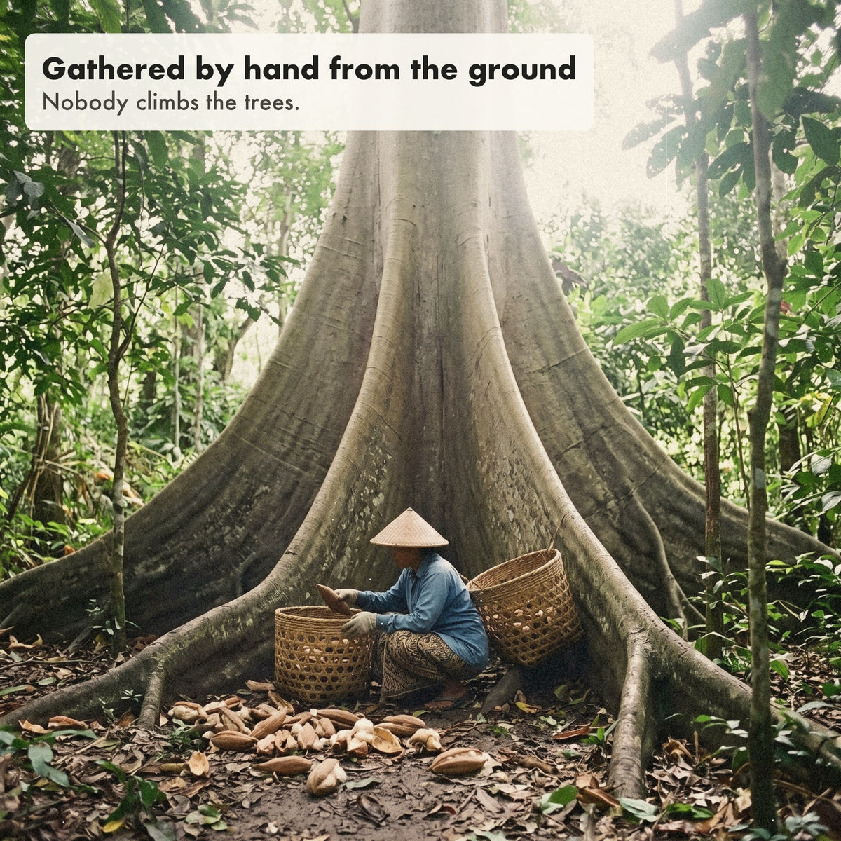 A woman gathers fallen pods under a giant kapok tree in Indonesia.
