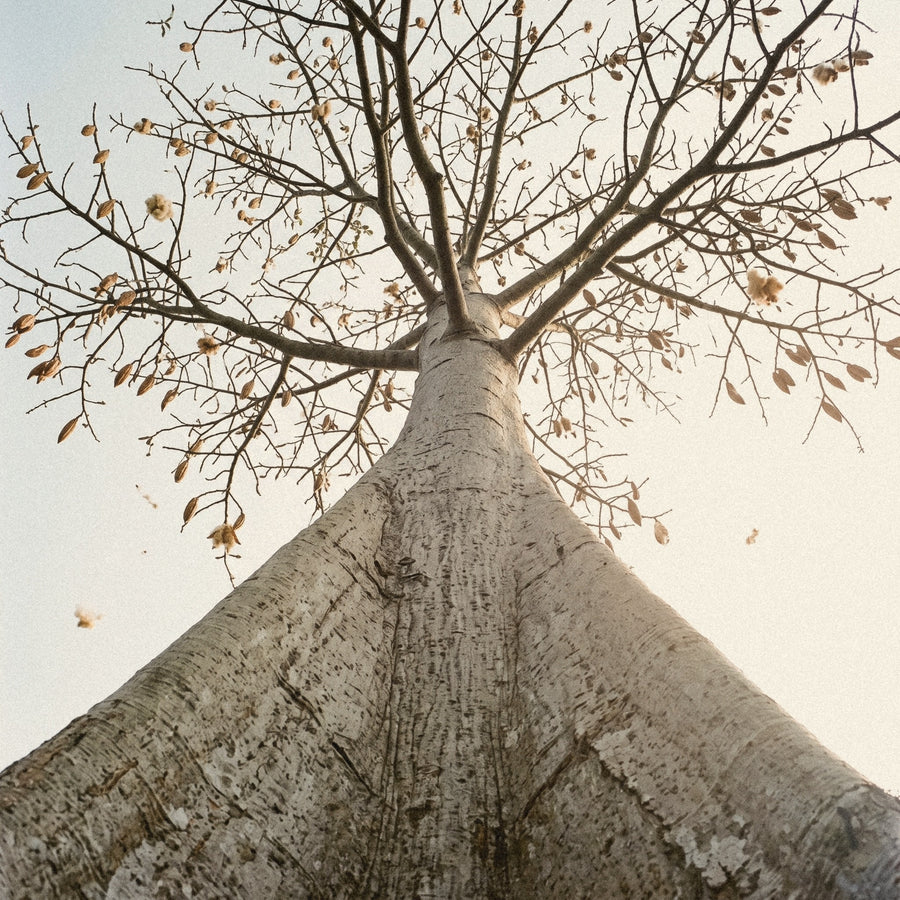 A giant kapok tree in Indonesia, seen from below, its pods splitting open high in the branches.
