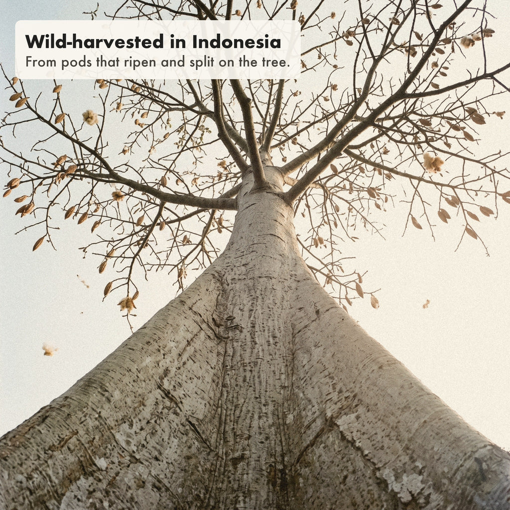 A giant kapok tree in Indonesia, its pods split open high in the branches.