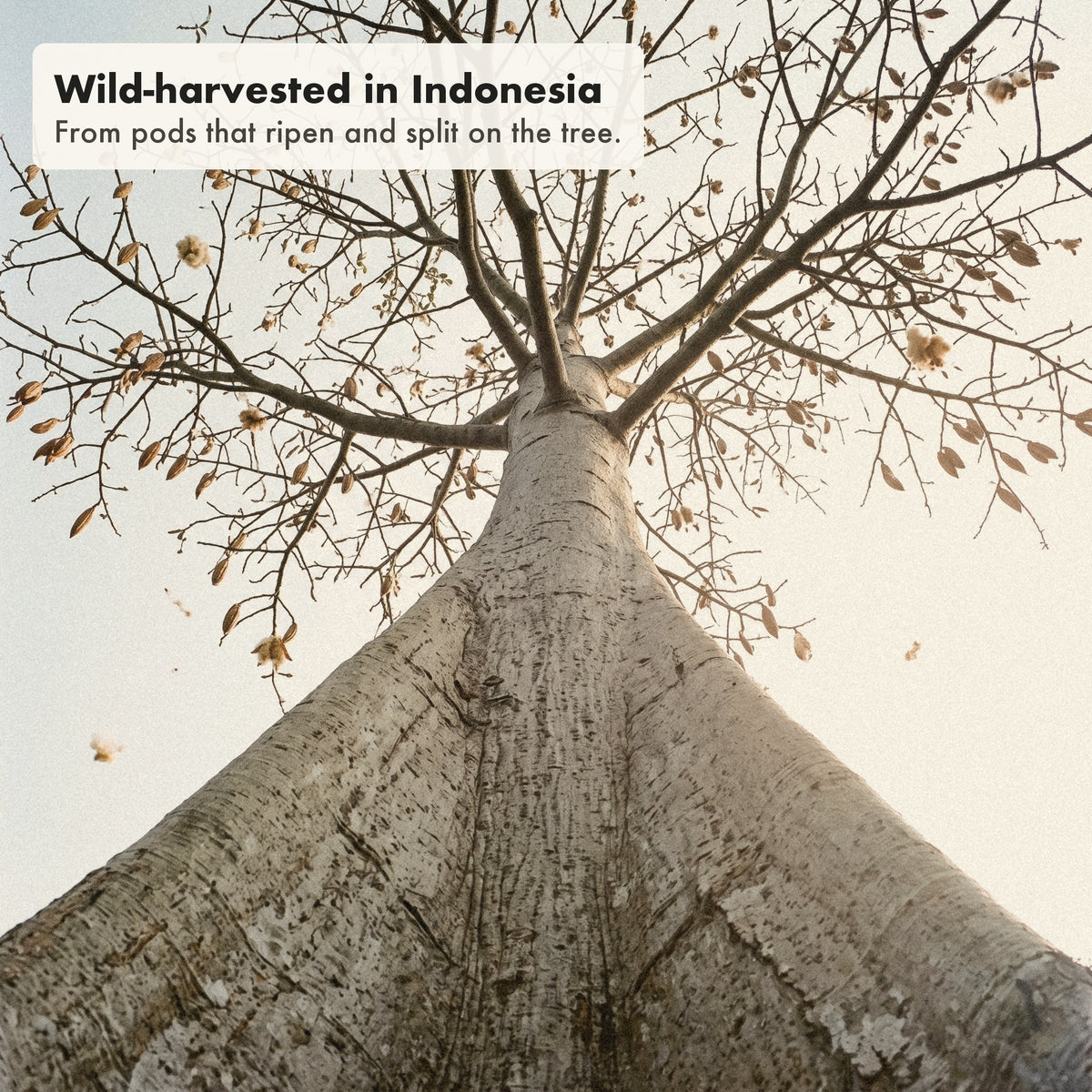 A giant kapok tree in Indonesia, its pods split open high in the branches.