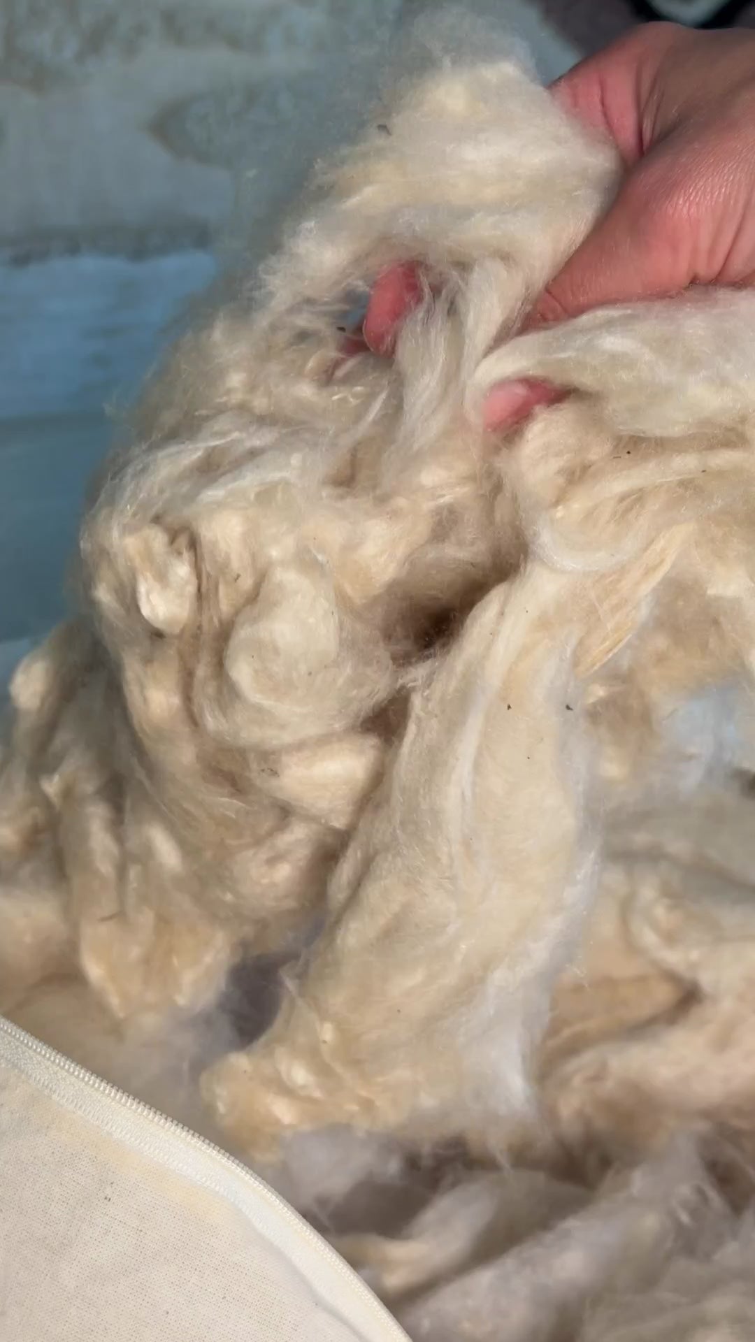 A woman opens a Circadian Wild-Harvested Kapok Pillow to show the kapok inside and explains what it is