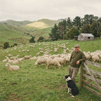 A farmer leans on a gate watching a calm flock of sheep graze a green hillside on a New Zealand farm, a sheepdog at his feet.